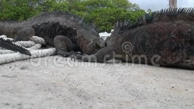 两只加拉帕戈斯鬣蜥在圣克鲁斯岛的码头上搏斗。