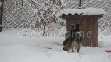 雪中链上的狗在冬天降雪时进入狗舍。