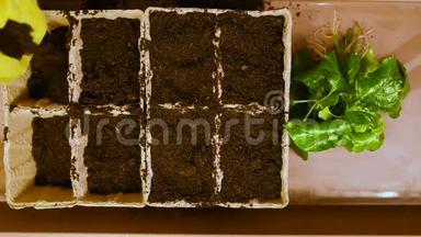 桌子背景上有根的<strong>绿苗</strong>和带土的泥炭盆