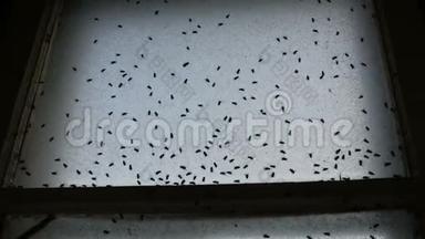 大量的家蝇或马斯卡家蝇在一个旧的肮脏的老式废弃窗户上飞行。 很多房子飞来飞去