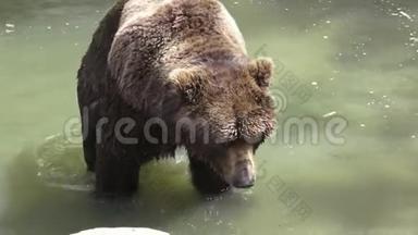 <strong>棕熊</strong>在水里。 <strong>棕熊</strong>的肖像