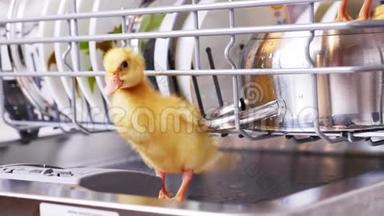 特写，两只小黄鸭坐着，走在洗碗机里，坐在盘子里，一个平底锅，在篮子里。 在里面