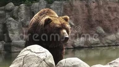 <strong>棕熊</strong>在水里。 <strong>棕熊</strong>乌苏·阿克托斯·贝林亚纳斯的肖像。