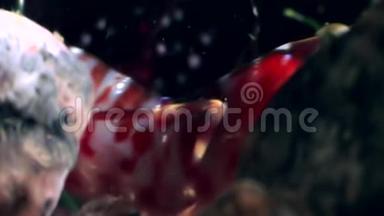 红虾的眼睛紧闭着，在白海海底寻找食物。