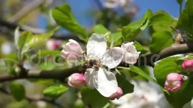 蜜蜂在花丛中<strong>飞来</strong>飞去收集花粉苹果树在60帧处开花