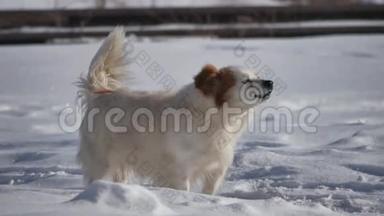 无家可归的狗叫着摇着尾巴站在雪地里，冬天很冷。 无家可归的户外宠物问题