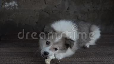 小狗躺在木地板上，吃狗的食物，鸡爪