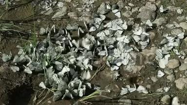 一群白色的蝴蝶围着一个干涸的水坑<strong>飞来</strong>飞去，其中一些蝴蝶坐在地上