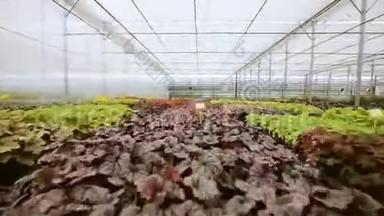 轻型工业温室，里面有均匀的一排植物。 现代农业：生长在自动化温室里。