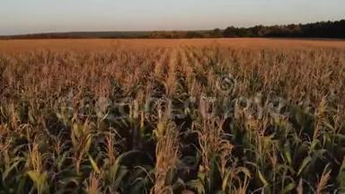 有玉米的田地。 夏日风景。 丰收、成长和发展的理念