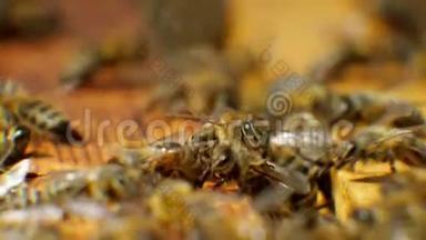 蜂房中的蜜蜂产生蜡，并从它<strong>中建</strong>造蜂窝。