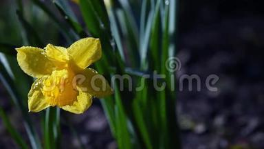 春天花园黄色水仙花雨滴