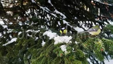 松树上的鸟冬天，大山雀4k