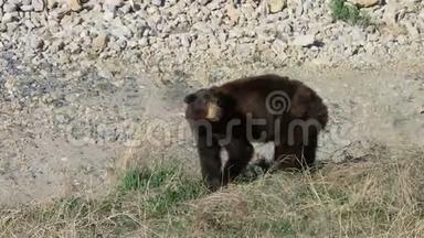 一只小棕熊在春天吃着甜草