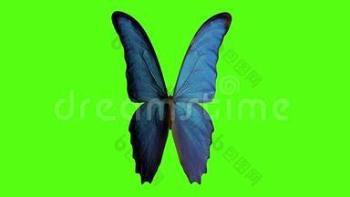 蝴蝶<strong>扇动翅膀</strong>。 绿色背景上的蝴蝶。 3d渲染
