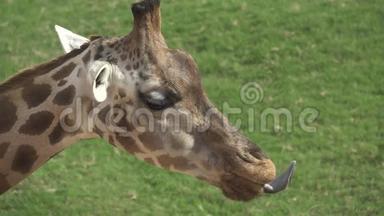 长颈鹿舌头伸出，动作缓慢的特写镜头