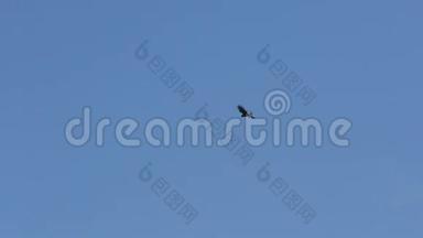 北雀鹰鸟(Accipiternisus)盘旋在草地上，寻找猎物