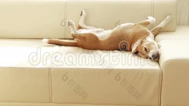 小猎犬睡在沙发上，当注意到有人进入房间时，尾巴会旋转