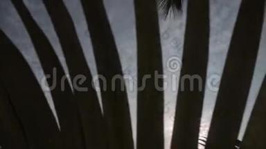从椰子叶子上看到阳光