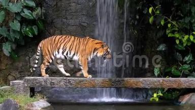 老虎走在瀑布附近的岩石上。 泰国
