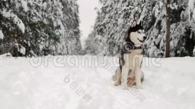西伯利亚哈士奇坐在森林的一条小路上，背景是一片冬天的森林。 森林里美丽的冬天狗。
