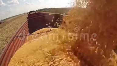 玉米粒<strong>落入</strong>拖拉机拖车运输到粮仓