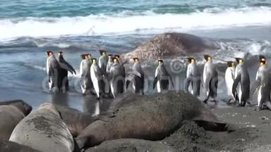 福克兰群岛海滩海豹背景的王企鹅群
