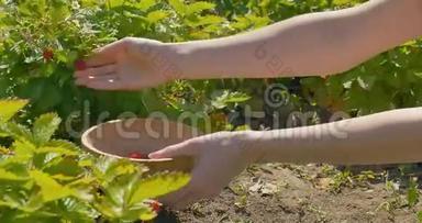 年轻女子用手在田里采摘草莓，然后用木盘子