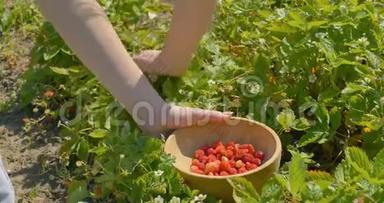 年轻女子用手在田里采摘草莓，然后用木盘子