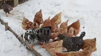 雪天鸡在有机农场喂粮