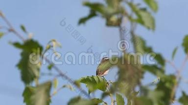 鸟卫查特(Saxicolarubetra)坐在树枝上，唱歌捉苍蝇