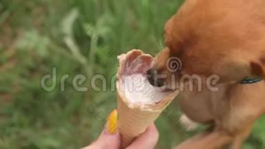 两只狗舔冰淇淋。 那些猎犬吃美味的奶油冰淇淋。 带有草莓味的冰淇淋甜筒有害