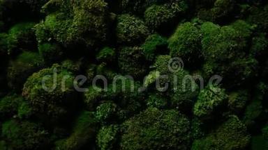 深绿色的苔藓生长在石头上