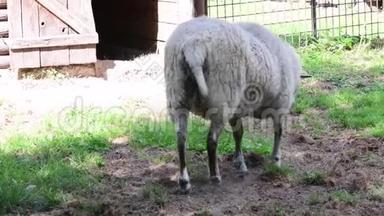 绵羊<strong>猫王</strong>是一种四足反刍动物，通常作为牲畜饲养。 绵羊最有可能是从