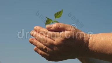 幼芽在农夫手中.. 园丁们的双手捧着一棵<strong>绿苗</strong>在手掌上顶着天空