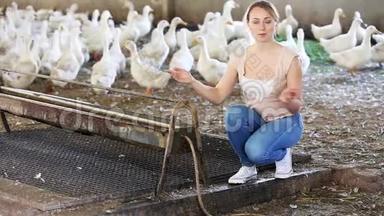 家禽农场养鸭子的女人