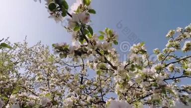 樱花树，樱花在春天。 自然与<strong>春天背景</strong>