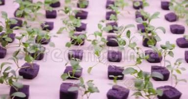 紫外线生长灯用于生长植物。 水培蔬菜农场。 生长植物的LED灯。
