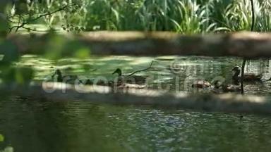 在阳光明媚的夏日，野鸭在平静的湖水中游泳