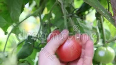 绿色的西红柿在藤蔓上成熟