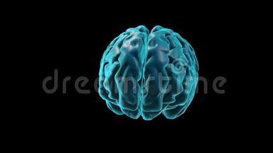 大脑-右半球三维部分