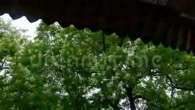 中国古建筑<strong>屋檐</strong>下郁郁葱葱的绿树，微风吹拂着树叶..