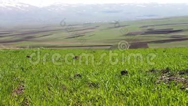 夏日草地上嫩绿多汁的青草，在壮丽山景的映衬下，迎风招展