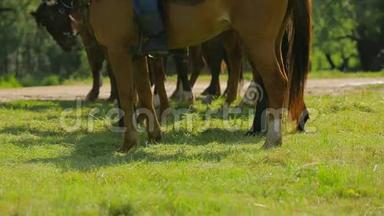 在绿色草地上排队的马