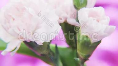 白色玫瑰在深紫色背景上旋转
