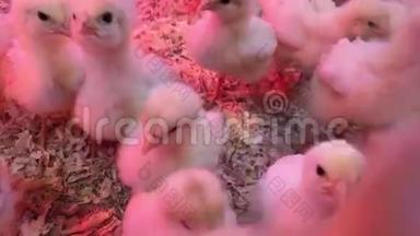 小鸡。 农场孵化器或鸡舍中的小鸡。 农业产业小妞
