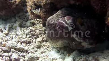章鱼在水下蒙面<strong>寻找</strong>食物，在马尔代夫惊人的海底。