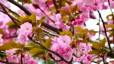 自然视频特写日本樱花在樱<strong>花树</strong>上是<strong>风</strong>盛开春季节，4K或UHD分辨率