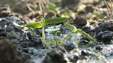 一种新生长的植物，用<strong>浇水</strong>罐<strong>浇水</strong>。 。 水被吸收到土壤中