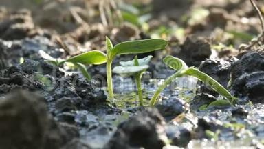 一种新生长的植物，用<strong>浇水</strong>罐<strong>浇水</strong>。 。 水被吸收到土壤中